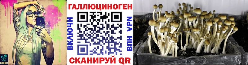 как найти закладки Иваново Псилоцибиновые грибы Magic Shrooms